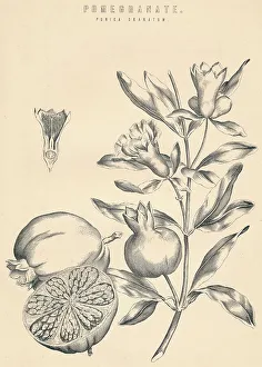 Cross Section Gallery: Pomegranate, c19th century