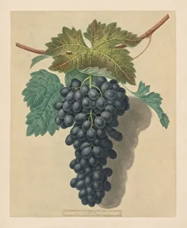 Pomona Britannica: No. 52 - Black Prince Grape, 1809. Creator: George Brookshaw (British)
