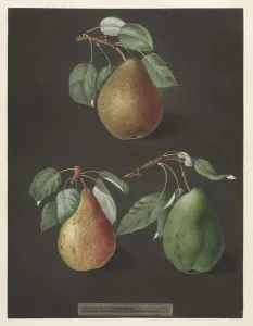 Pomona Britannica: No. 82 - Pears, 1807. Creator: George Brookshaw (British)