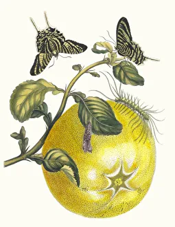 Plant Science Prints: Pompelmous. From the Book Metamorphosis insectorum Surinamensium, 1705