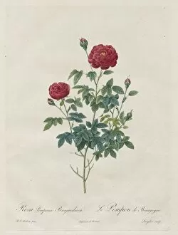 Henry Joseph Redouté Gallery: Pompon Rose, 1817-1824. Creator: Henry Joseph Redoute (French, 1766-1853)