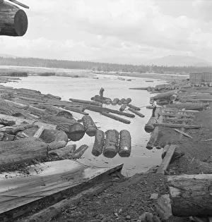 Logging Prints: Mill pond, Klamath River beyond