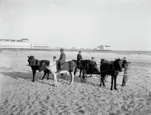 Pony And Trap Prints: Ponies on the beach, Atlantic City, N.J. between 1900 and 1906. Creator: Unknown