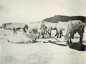 Ponies Tethered Out on the Sea-Ice, c1910-1913, (1913). Artist: Herbert Ponting