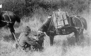 Tending Prints: Pony carrying French Mitrailleuse, between c1914 and c1915. Creator: Bain News Service