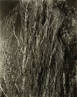 Poplars—Lake George, 1932. Creator: Alfred Stieglitz