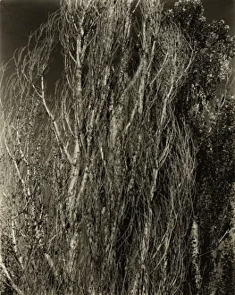 Poplars-Lake George, 1932. Creator: Alfred Stieglitz