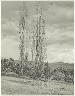 Size Collection: Poplars—Lake George, 1935. Creator: Alfred Stieglitz