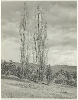Poplars-Lake George, 1935. Creator: Alfred Stieglitz