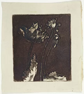 Stem Gallery: Last Poppies, 1897. Creator: Theodore Roussel