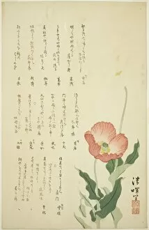 Script Gallery: Two Poppies, c. early 1820s. Creator: Yokoyama Seiki