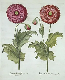 German School 17th Century Prints: Poppies, from Hortus Eystettensis, by Basil Besler (1561-1629) pub. 1613