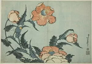 Stem Gallery: Poppies, from an untitled series of flowers, Japan, c. 1832. Creator: Hokusai