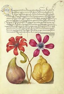 Poppy Anemones, Caterpillar, Fig, and Quince, 1561-1562; illumination added 1591-1596. Creator: Joris Hoefnagel