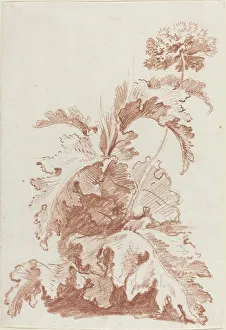 Blooming Prints: Poppy in Bloom, mid 1760s. Creator: Jean Baptiste Marie Huet