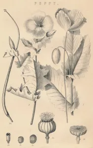 Drug Gallery: Poppy, c19th century
