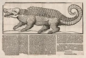 Crocodile Prints: Popular print with representation of a Crocodile, 1563