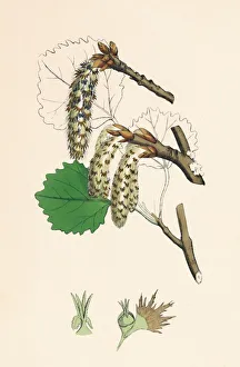 Deciduous Prints: Populus tremula. Aspen, 19th Century