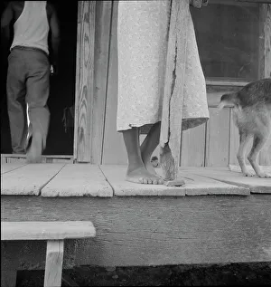 Mississippi United States Of America Prints: Front porch of sharecropper's cabin