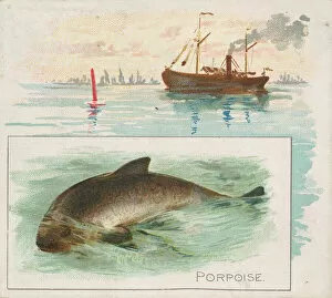 Images Dated 6th November 2020: Porpoise, from Fish from American Waters series (N39) for Allen & Ginter Cigarettes