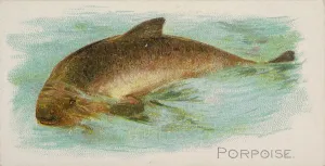 Lindner Eddy Claus Prints: Porpoise, from the Fish from American Waters series (N8) for Allen &amp