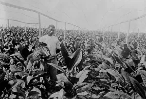 Tobacco Prints: Porto [Puerto] Rico -- Raising tobacco under Cheese Cloth