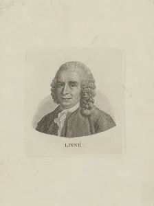 1780 Prints: Portrait of Carl Linnaeus (1707-1778), c. 1780. Creator: Anonymous