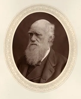 Darwin Prints: Portrait of Charles Darwin (1809-1882), 1877. Creator: Photo studio Lock &amp