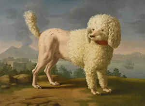 Portrait of Codina, believed to be lady Hamiltons poodle, the bay of Naples with a British man-of-w