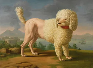 Animals & Pets Collection: Portrait of Codina, believed to be lady Hamiltons poodle, the bay of Naples with a British man-of-w