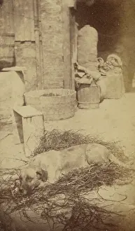 Edinburgh Prints: Portrait of a Dog, late 19th century. Creator: John Center