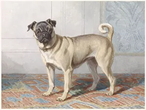 Alert Prints: Portrait of Edwin vom Rath's Pug, c.1880-c.1895. Creator: Conradyn Cunaeus