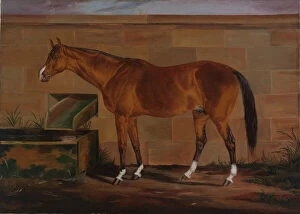 Horses Gallery: Portrait of Lexington, ca. 1857. Creator: Thomas J. Scott