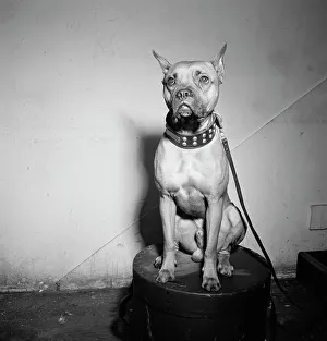 Dog Collar Prints: Portrait of Mister (Billie Holiday's dog)
