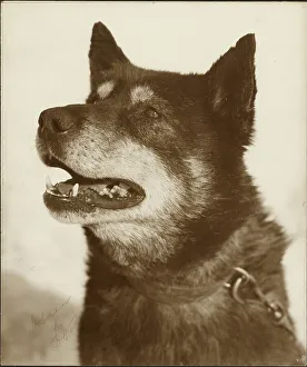Sled Dog Prints: Portrait of Osman, a sled dog, 1910-1913. Creator: Herbert Ponting