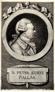 Pallas Prints: Portrait of the zoologist and botanist Peter Simon Pallas (1741-1811)