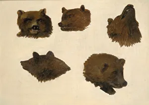 George Catlin Prints: Portraits of Two Grizzly Bears, From Life, 1839-1840. Creator: George Catlin