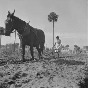 Trainee Prints: Possibly: Bethune-Cookman College, Daytona Beach, Florida, 1943. Creator: Gordon Parks