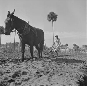 Ploughing Gallery: Possibly: Bethune-Cookman College, Daytona Beach, Florida, 1943. Creator: Gordon Parks