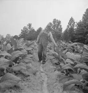 Possibly: Children helping father, tobacco sharecropper... Person County, North Carolina, 1939. Creator: Dorothea Lange