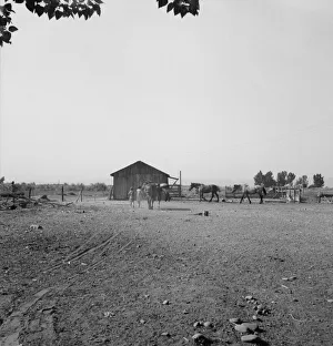 Possibly: Chris Adolf, his team, and... children on their new farm, Washington, Yakima Valley, 1939. Creator: Dorothea Lange