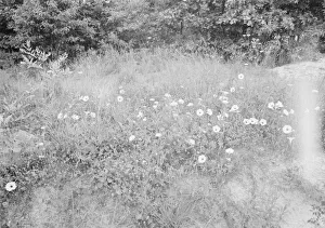 Possibly: Along county road, Person County, North Carolina, 1939. Creator: Dorothea Lange Possibly: Along county road, Person County, North Carolina, 1939. Creator: Dorothea Lange