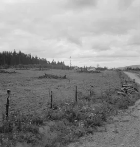Strawberries Gallery: Possibly: Another cut-over farm located across the road from... Michigan Hill, Washington, 1939
