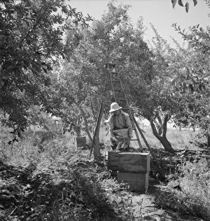 Possibly: Dumping full sack of picked pears to lug box... Yakima Valley, Wahington, 1939. Creator: Dorothea Lange