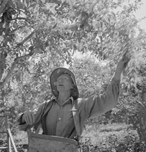 Possibly: Dumping full sack of picked pears to lug box... Yakima Valley, Wahington, 1939. Creator: Dorothea Lange