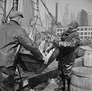 Possibly: Filling a barrel with codfish at the Fulton fish market, New York, 1943. Creator: Gordon Parks