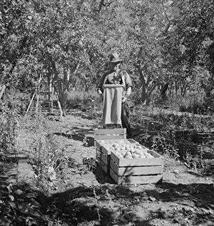 Possibly: Harvesting pears, Pleasant Hill Orchards, Yakima Valley, Washington, 1939. Creator: Dorothea Lange