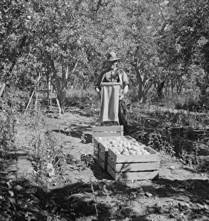 Possibly: Harvesting pears, Pleasant Hill Orchards, Yakima Valley, Washington, 1939. Creator: Dorothea Lange