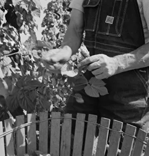 Child Labour Gallery: Possibly: Hop picker, once Nebraska farm owner, near Independence, Polk County, Oregon, 1939