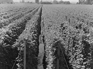 Humulus Lupulus Gallery: Possibly: Hop yard on ranch of M. Rivard in French-Canadian... Yakima Valley, Washington, 1939